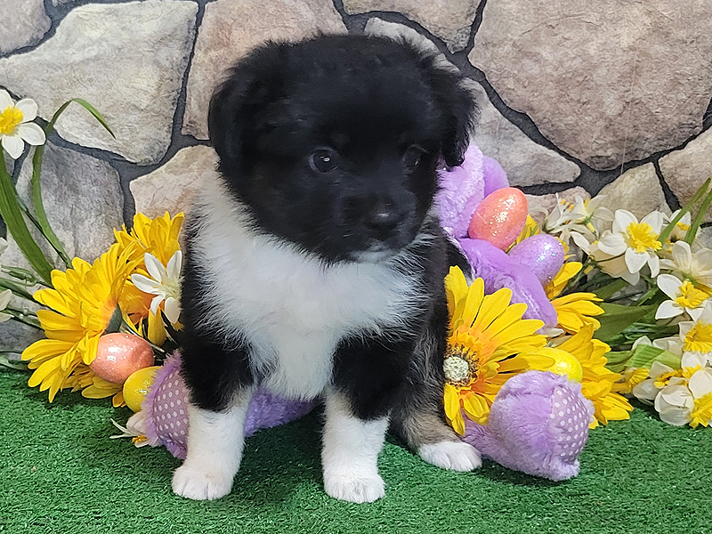 Ashes is a black tri female Toy Aussie puppy for sale in Oklahoma.