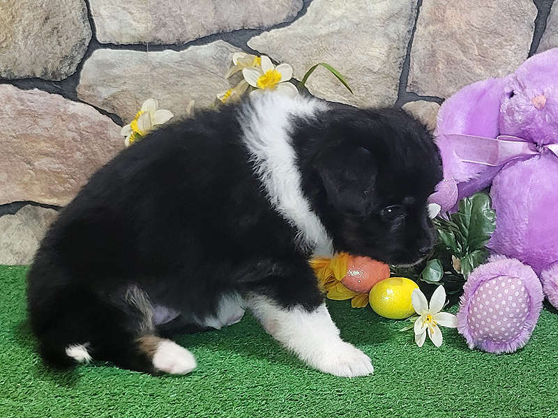 This black tri female has a wide collar and tall front socks.