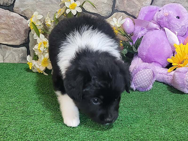 Ashes is a black tri female Toy Aussie puppy.