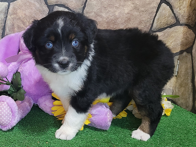 Breezy is a black tri female Mini Aussie with blue eyes.