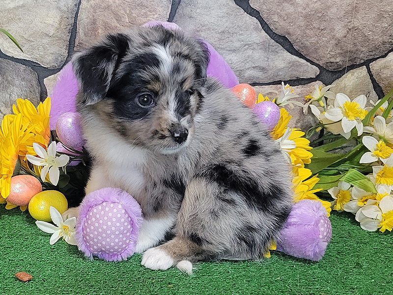 Windy is a blue merle female.