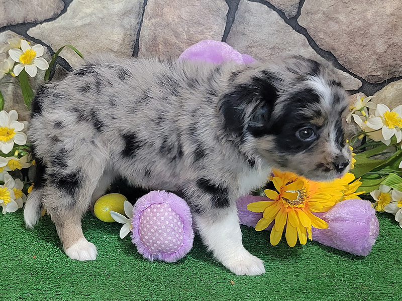 Windy is a blue merle female.