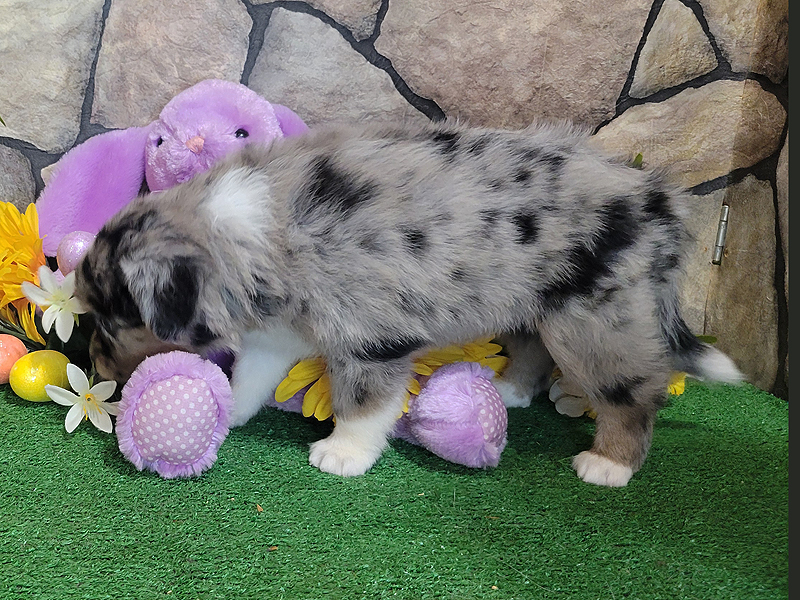 Windy is a blue merle female.