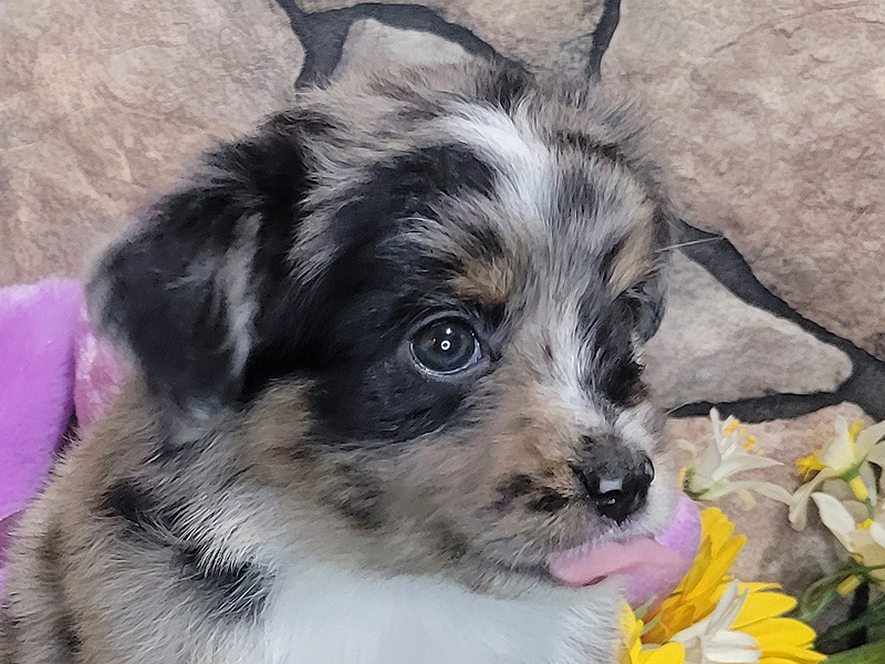 Windy has a beautiful little face and loves people.