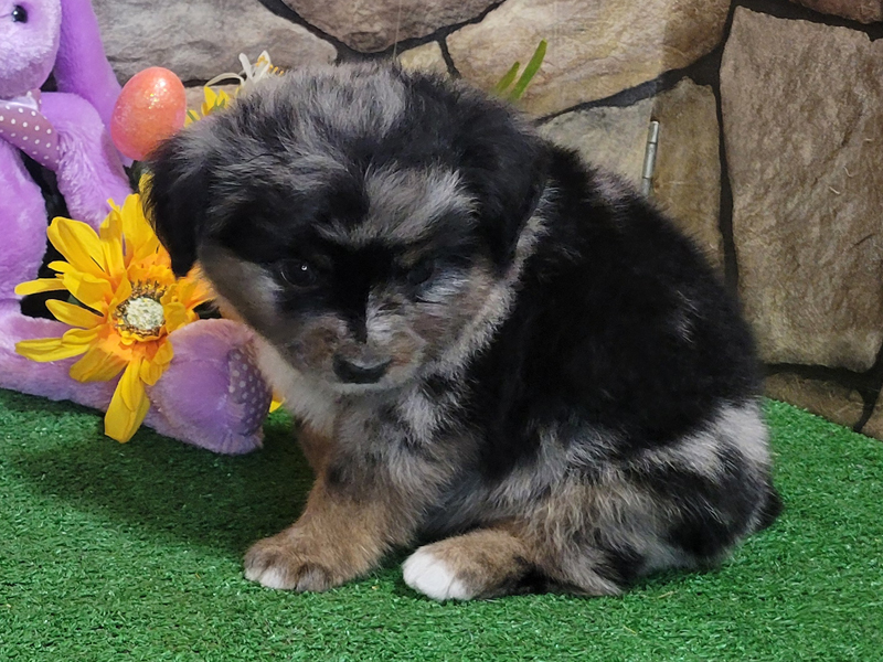 Smokey is a blue merle male Toy to Mini Aussie.