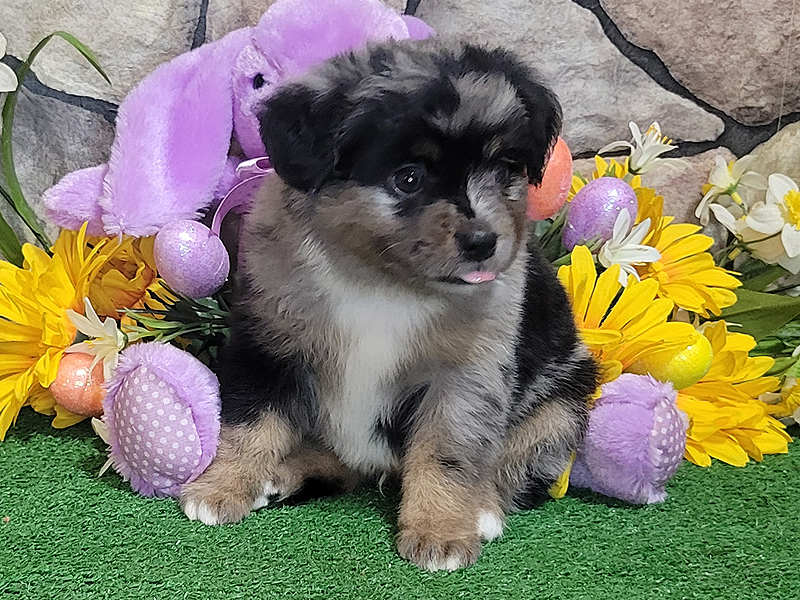 Smokey is a blue merle male Toy to Mini Aussie.