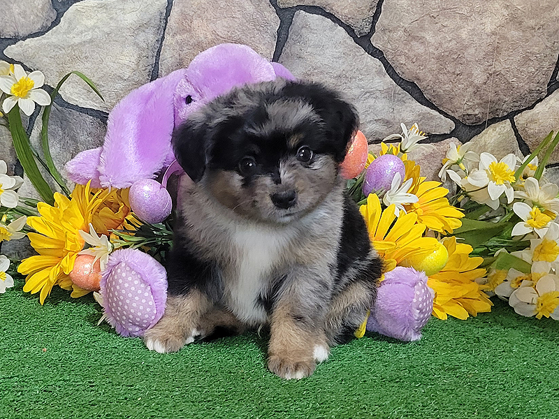 Smokey is a blue merle male Toy to Mini Aussie.