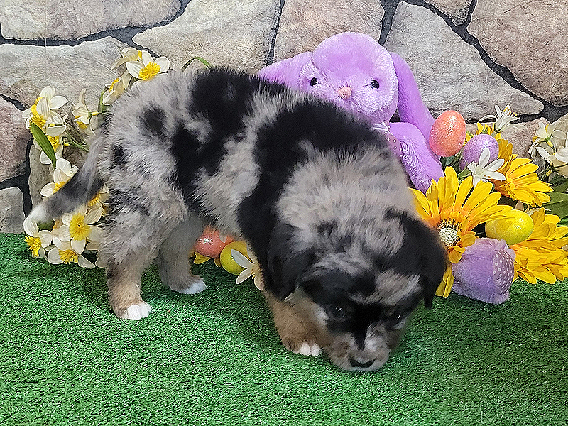 Smokey is a blue merle male Toy to Mini Aussie.