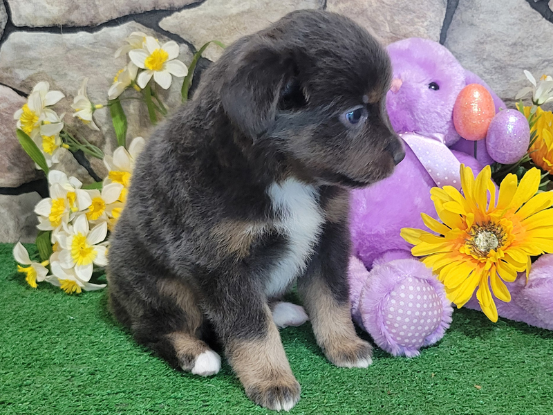 Dusty is a Diluted black tri female Toy to small Mini puppy.