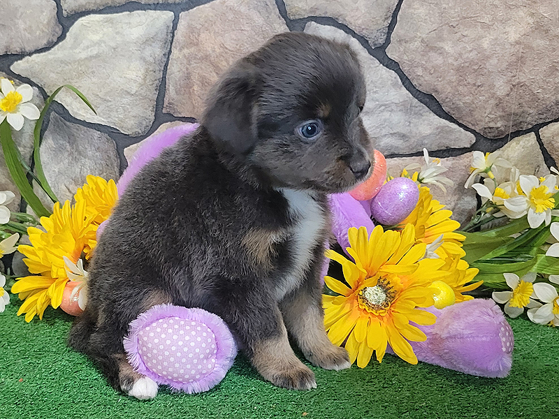Dusty is a Diluted black tri female.