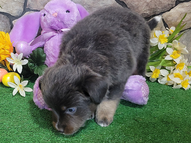 Dusty is a Diluted black tri female Toy to small Mini puppy.