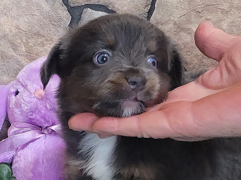 Check out little Dusty's cute little chin marking.