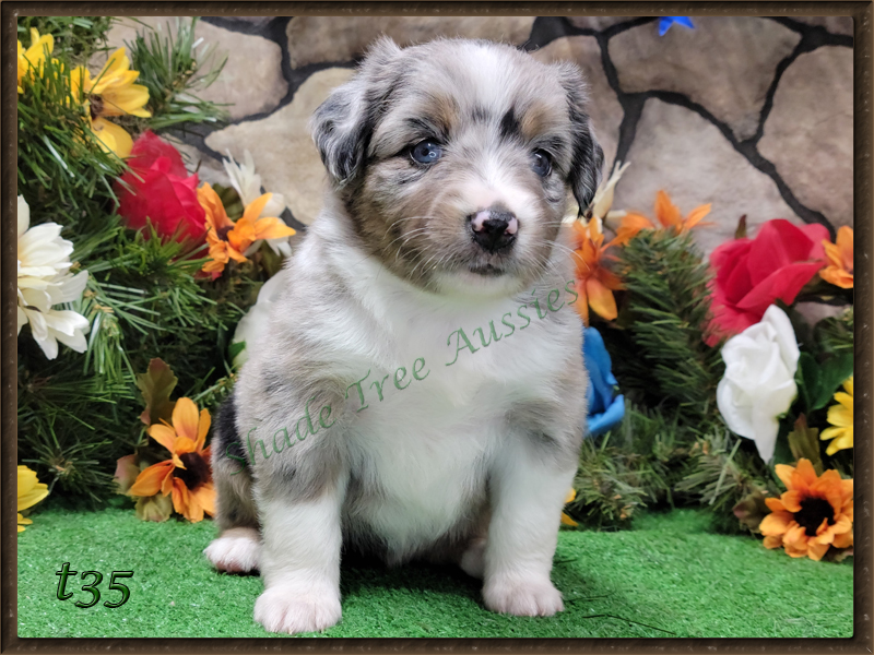 Flame at 4 weeks old. Notice how much darker they get as they age.