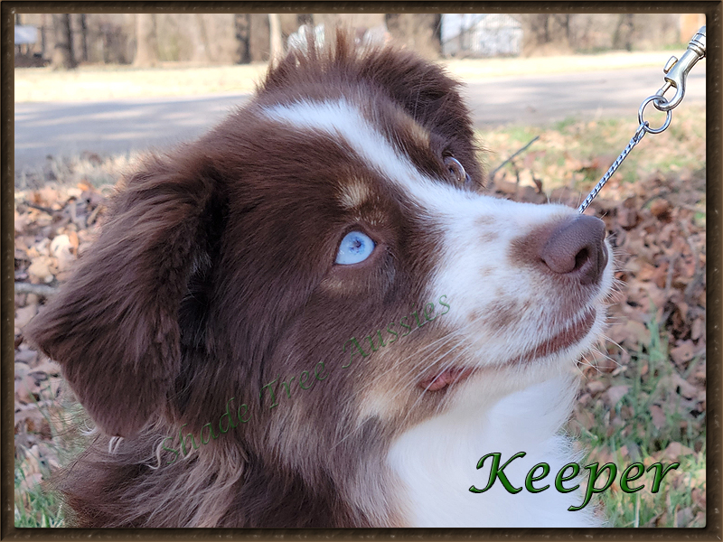 Keeper has a very pretty head, nice ear set and one blue eye. 
