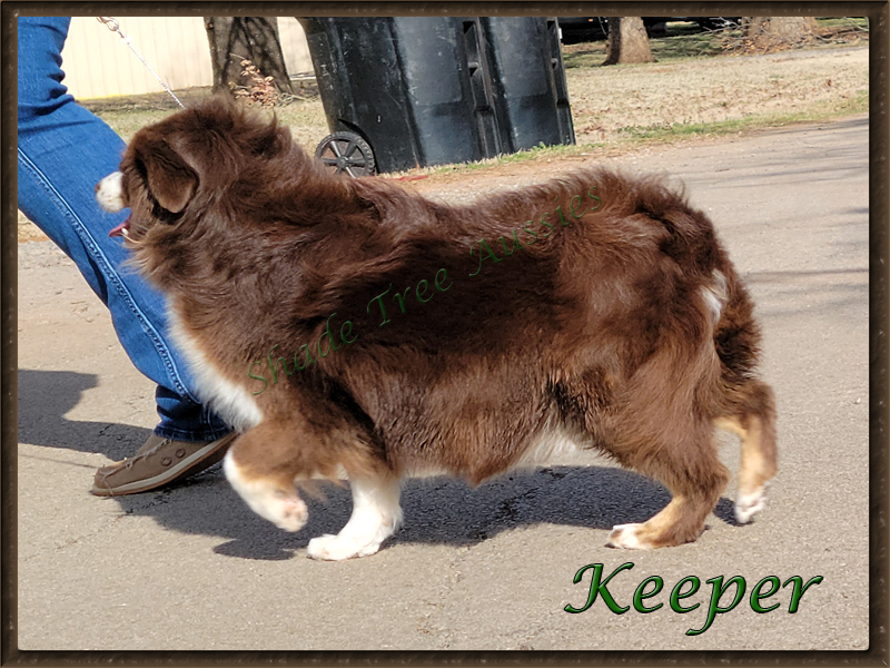 Shade Tree Aussies "Keeper" is very pregnant but she is still willing to keep up with Jessica.