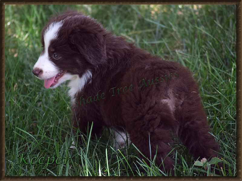 Shade Tree Aussies Keeper is a beautiful red tri Toy Aussie puppy. 