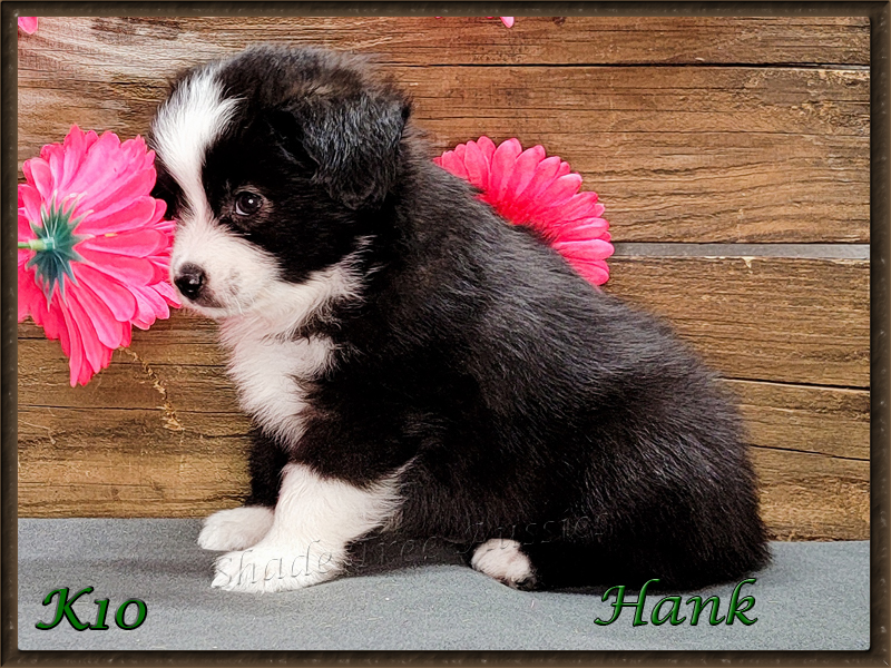 Hank is a black tri male Toy Aussie puppy for sale 