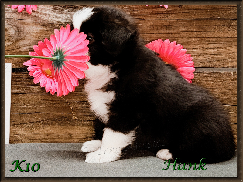 K10 is a black tri male Toy Australian Shepherd with a zig-zag marking on the back of his neck.