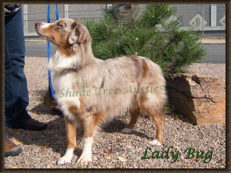 Lady Bug is a standard red merle AKC Australian Shepherd. 