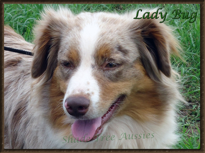 Lady Bug is a standard red merle AKC Australian Shepherd. 