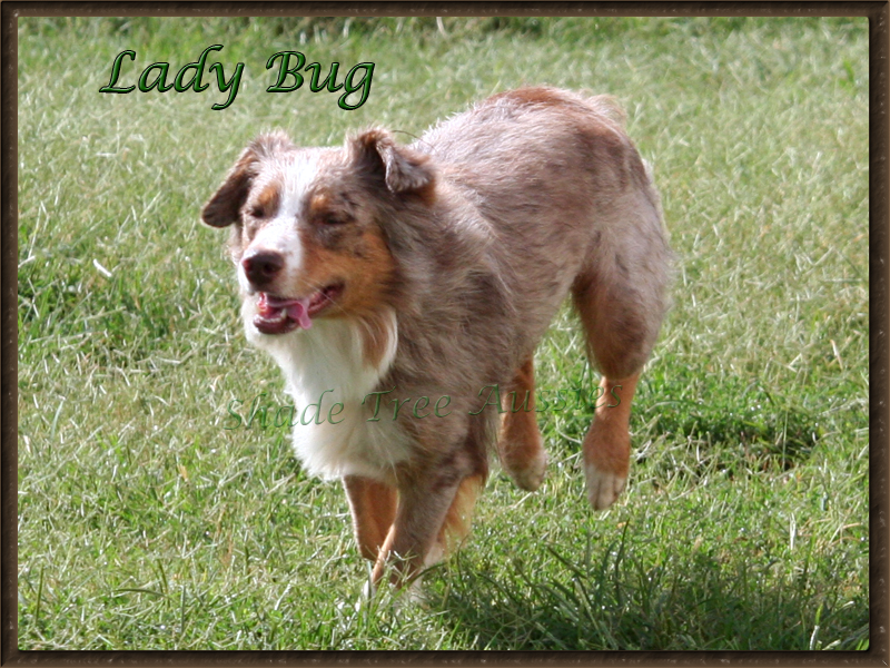 Lady Bug shown running.