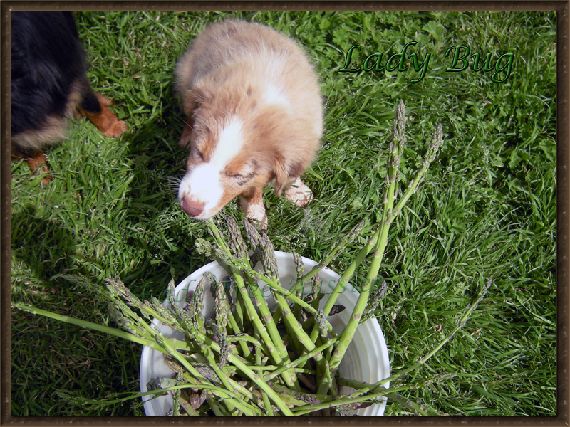 Lady Bug loves to try new things.