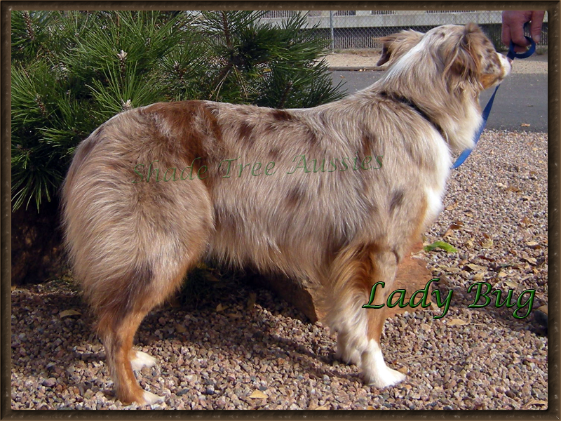 Lady Bug is a standard red merle AKC Australian Shepherd.