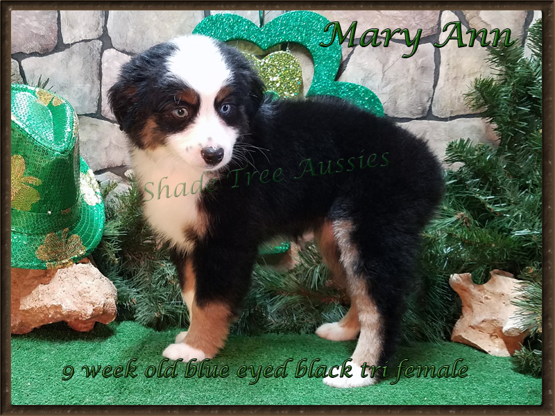 This isn't the best picture of Mary Ann as I took a puppy bone away from her, but she is still a lovely girl. 