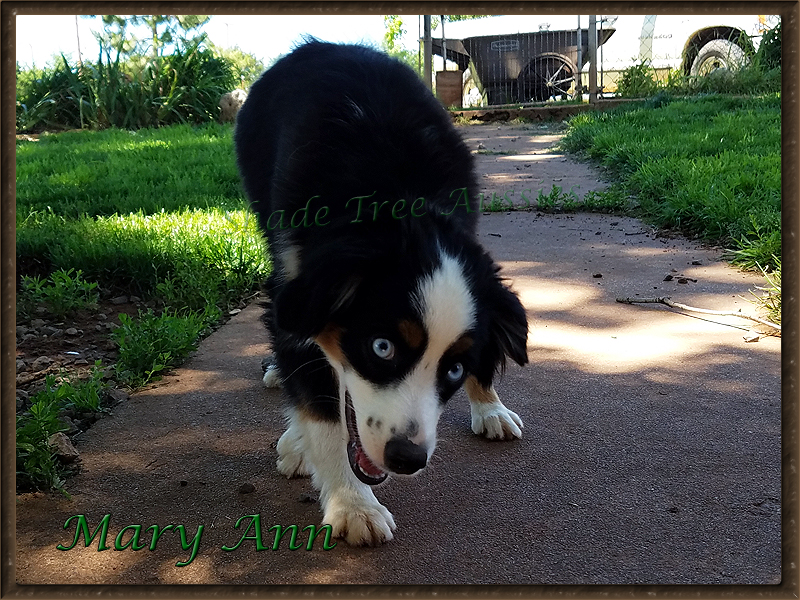 Mary Ann a Miniature American Shepherd, begging me to play.