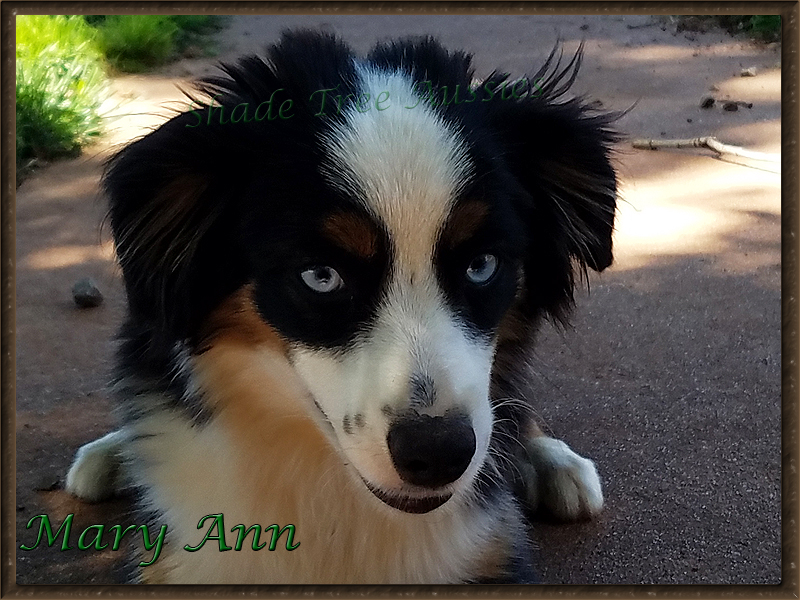 Mary Ann a Miniature American Shepherd, just enjoying a pretty spring day. 