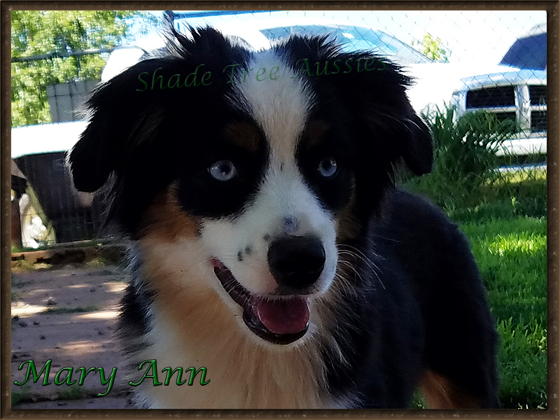 Mary Ann a Miniature American Shepherd, showing off her pretty blue eyes.