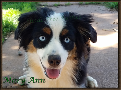 Mary Ann a Miniature American Shepherd, showing off her pretty blue eyes.