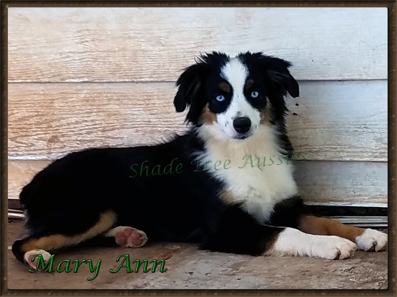 Mary Ann enjoying a warm day just watching the people doing the yard work. 