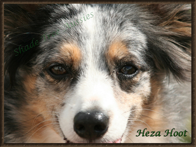 Rascal's sire Heza Hoot