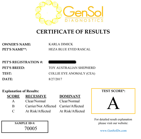Rascal's CEA test results. Collie Eye Anomaly  