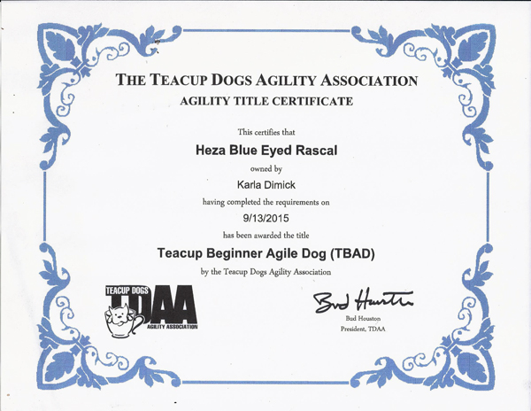 Rascal's Toy Dog Agility certificate of title beginner.