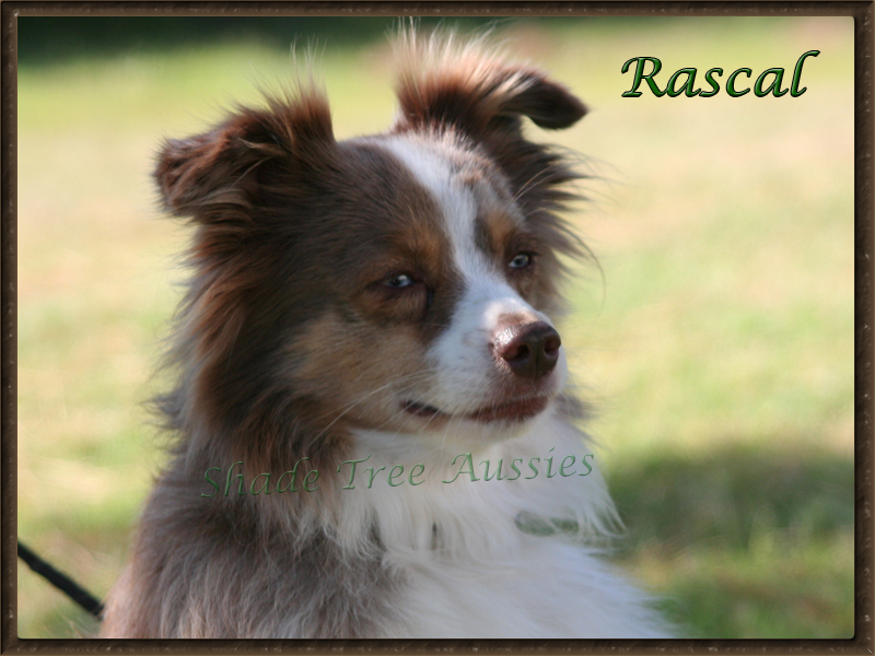 Heza Blue Eyed Rascal shown really intent on other dogs at an agility trial.