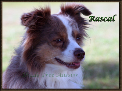 Shade Tree Aussies Heza Blue Eyed Rascal