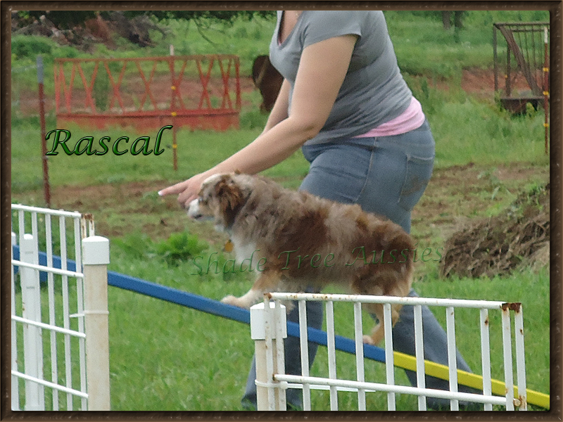 Rascal stays in shape for the ladies by practicing his agility skills at home.  