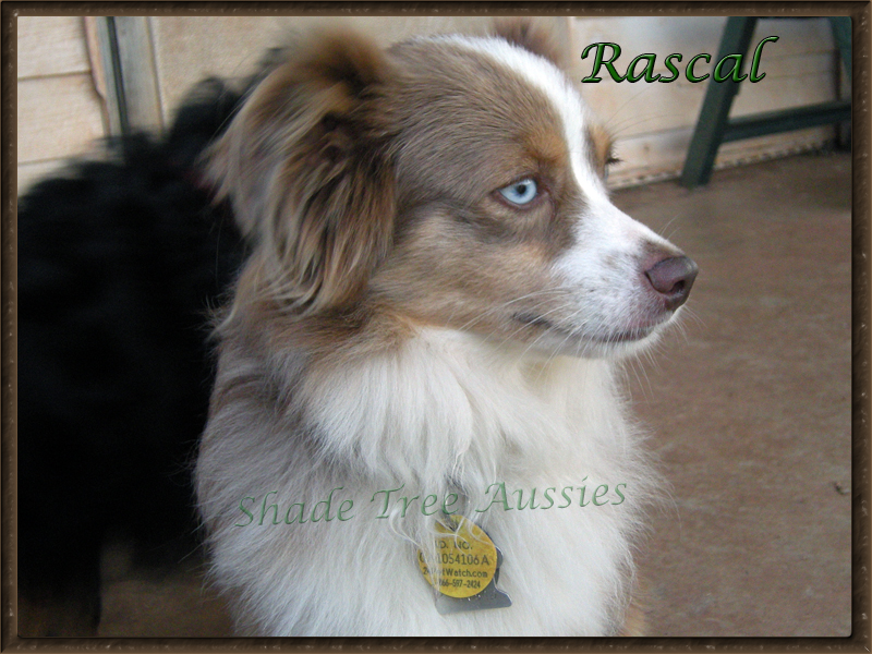 Rascal showing off his profile. He really is a sweet but silly boy.