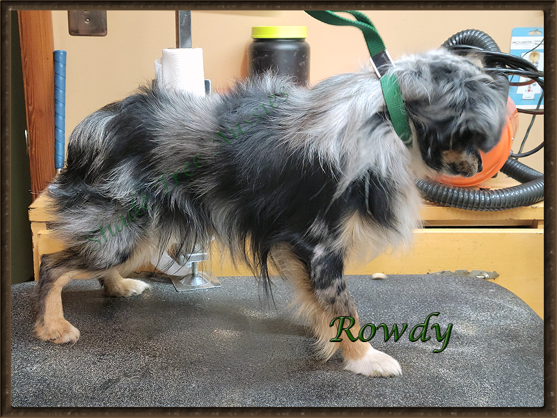 STA Hez Not So Ready blue merle male Toy Australian Shepherd shown at a little over a year old.