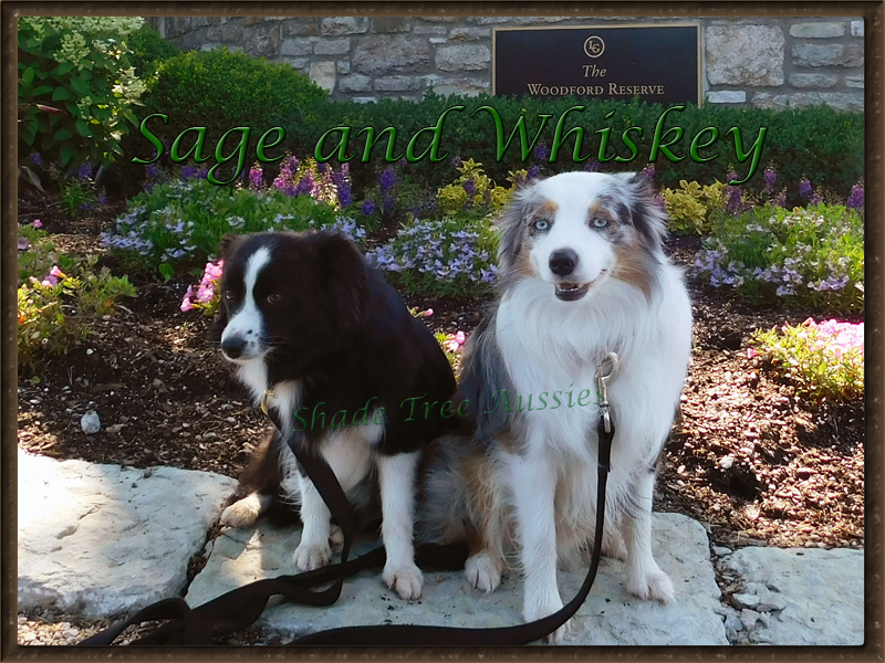 Sage and Whiskey hanging out at the Woodford Reserve on a side trip home from a dog show. 