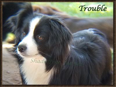 STA Sheza Little Bit Of Trouble STA Sheza Little Bit Of Trouble