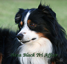 Heza Black Tri Affair "Buddy" is Whiskey's sire