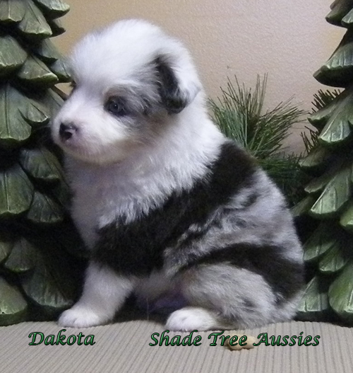 Whiskey was such a cutie pie as a puppy. He is 4 weeks old in this picture. Whiskey was such a cutie pie as a puppy. He is 4 weeks old in this picture.