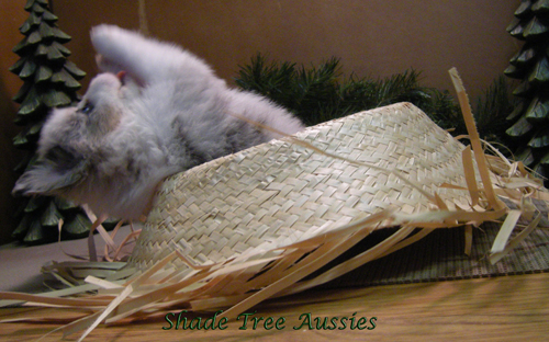 Whiskey was full of personality even at 5 weeks old. Whiskey was full of personality even at 5 weeks old.