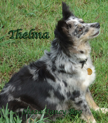 Sheza Fancy Roo "Thelma" is Whiskey's dam