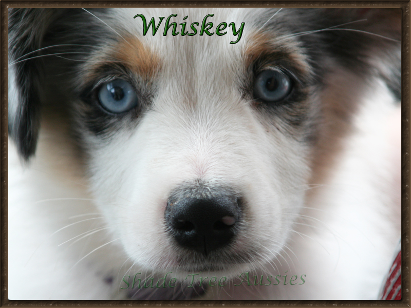 Whiskey, our handsome boy at around 4 months old. Whiskey, our handsome boy at around 4 months old.