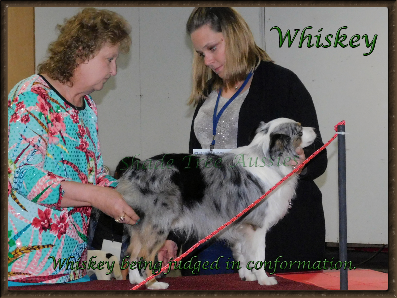 STA Heza Whiskey Asset being judged at an APRI conformation show. STA Heza Whiskey Asset being judged at an APRI conformation show.