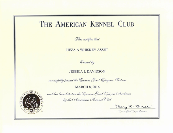 Whiskey's Canine Good Citizen title from the American Kennel Club Whiskey's Canine Good Citizen title from the American Kennel Club